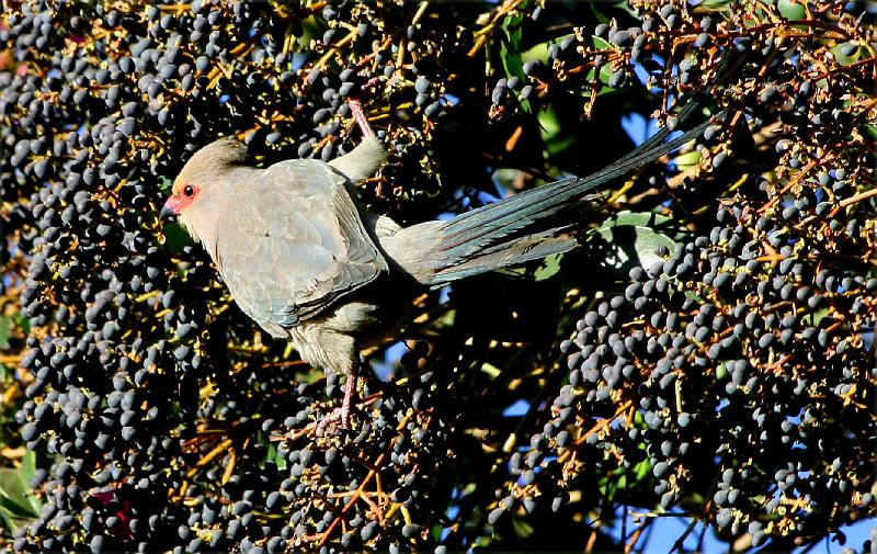 frieda 019.jpg - Jig dit is moeilik om hier te eet!